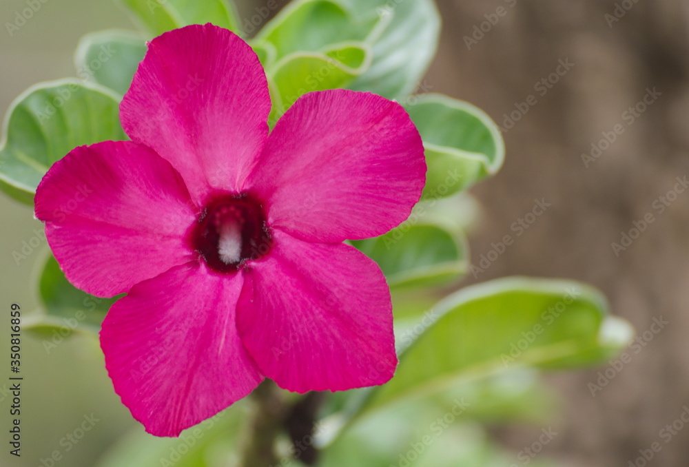 Close-up shot of flower front garden and backyard outdoor in the house area background and texture. Close-up shot of flower front garden and backyard outdoor in the house area background and texture.
