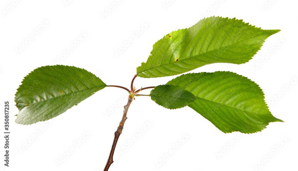 Fototapeta premium cherry branch with green leaves on a white background