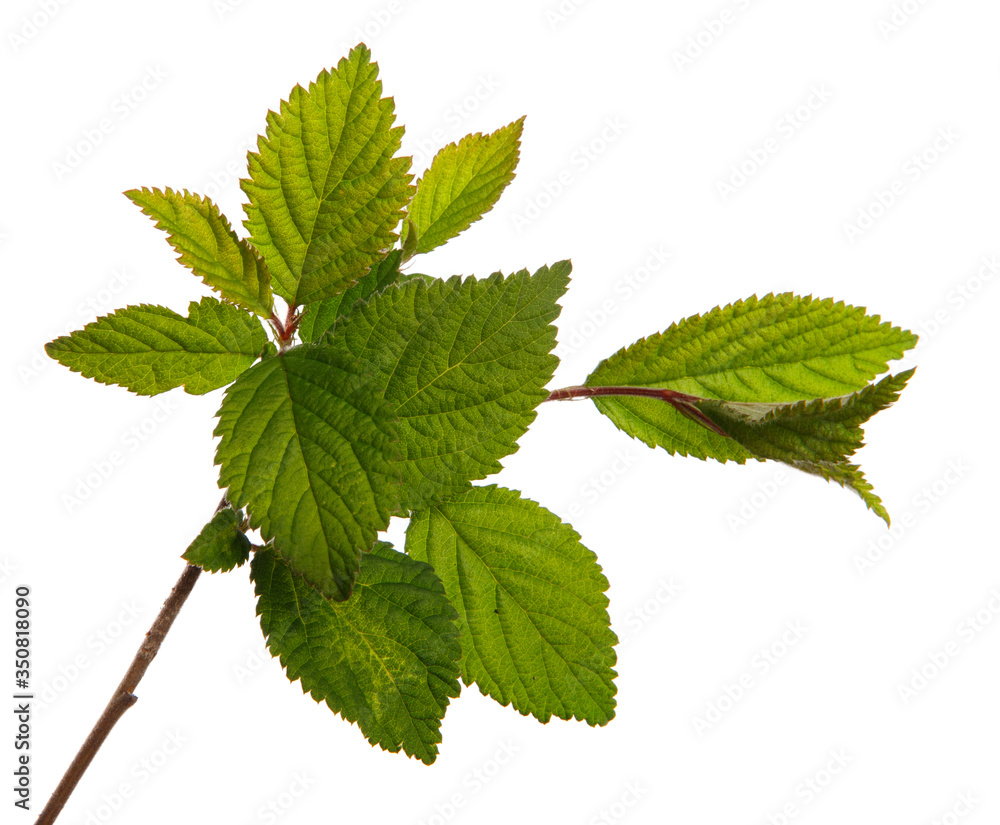 branch of felt cherry with green leaves on a white background branch of felt cherry with green leaves on a white background