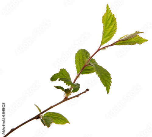 branch of felt cherry with green leaves on a white background