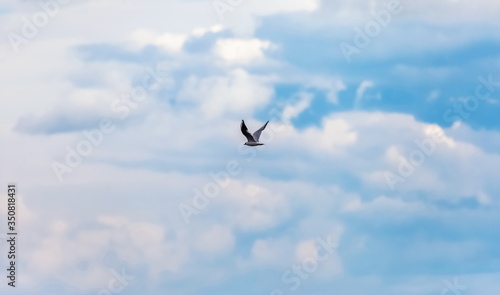 Flying bird river gull on the background of blue sky and white clouds (Background, banner, Wallpaper)