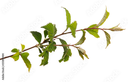 branch of felt cherry with green leaves on a white background
