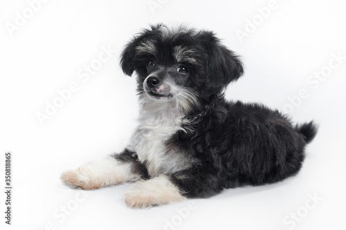 black and white dog