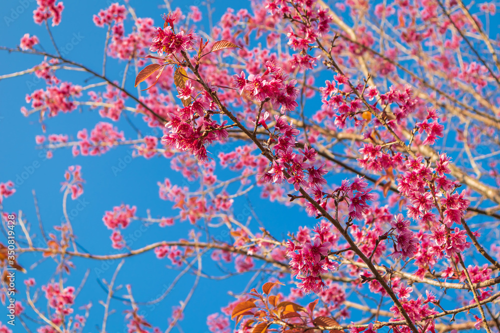 Wild himalayan cherry or Prunus cerasoides or Sakura of thailand blooming in winter season with blue sky background.