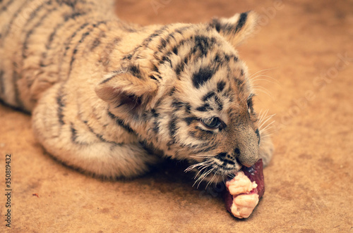 Photo of a tiger cub eating photo