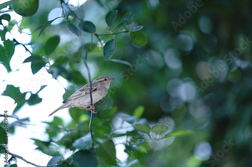 bird on tree -sperrow