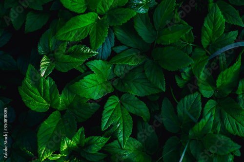 dark green leaves  abstract flora texture