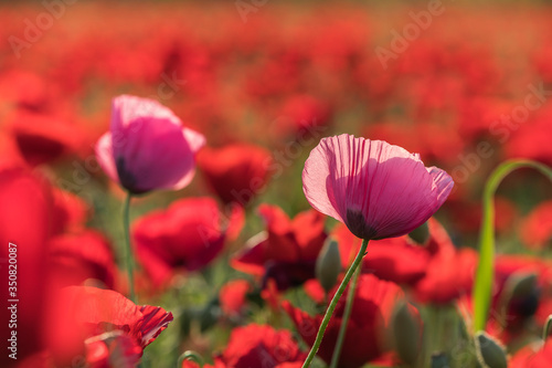 Pink poppies at sunset in the field