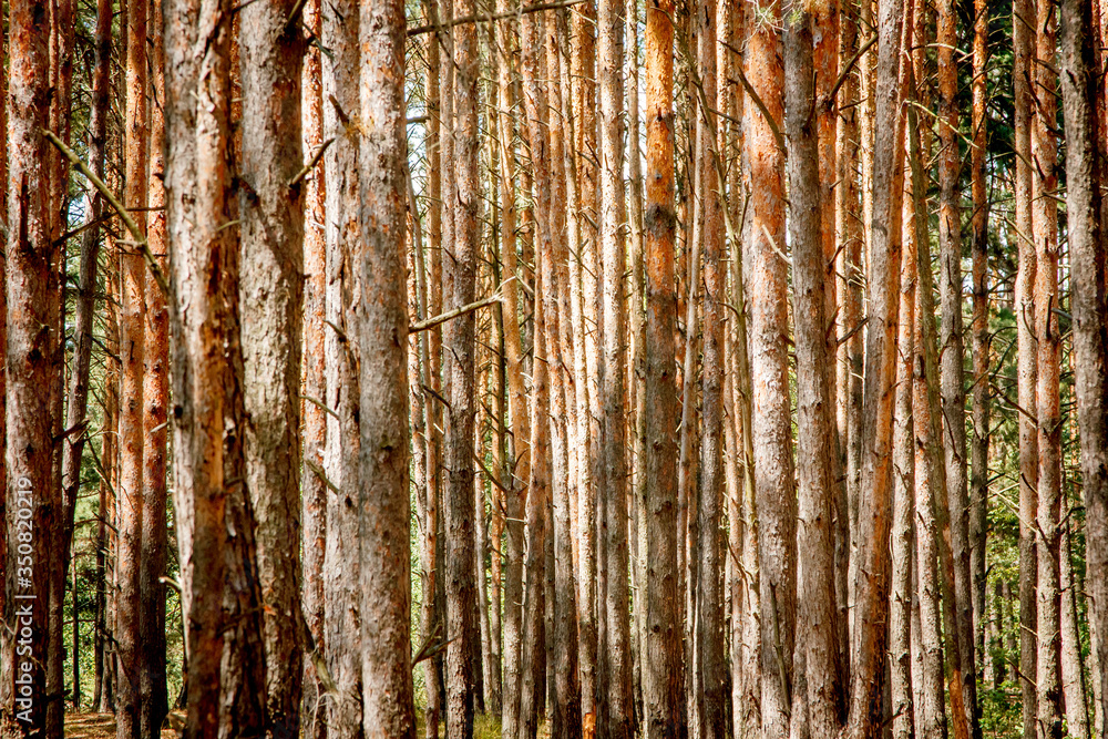 Obraz premium magical green forest