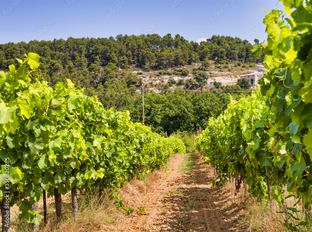 French Vineyard in summer season. Winery in beautiful Provence hills