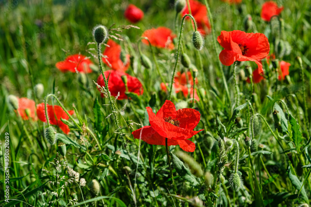 Obraz premium Coquelicots