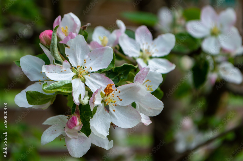 apple blossoming close-up white flowers for invitation gardening background. spring apple blossom in blooming garden background apple blossoming close-up white flowers for invitation gardening background. spring apple blossom in blooming garden background