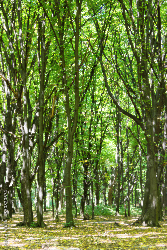 Obraz premium magical green forest