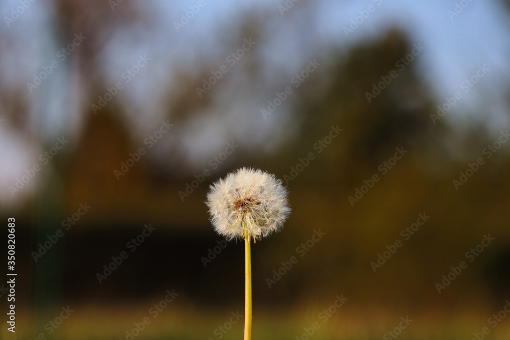 Dandelion seed head with blurred background in the park of Czech Republic. Simple picture of Dandelion seedhead, but still an unique one.