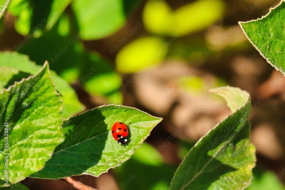 Fototapeta premium Lady Bug on green leaf in the garden in Czech Republic. Red lady bird with black dots enjoying the sun on green leaf