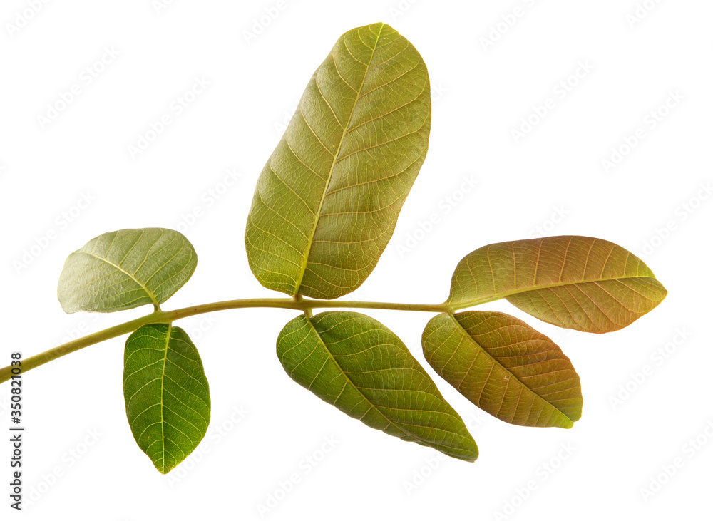 walnut branch with green leaves on a white background walnut branch with green leaves on a white background
