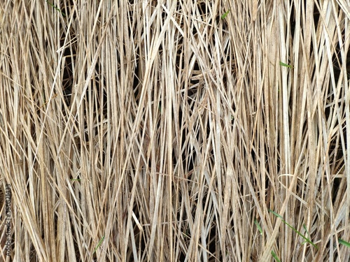 Wallpaper Mural Texture of old and dry grass on the field. Green fresh grass breaks through the hay Torontodigital.ca