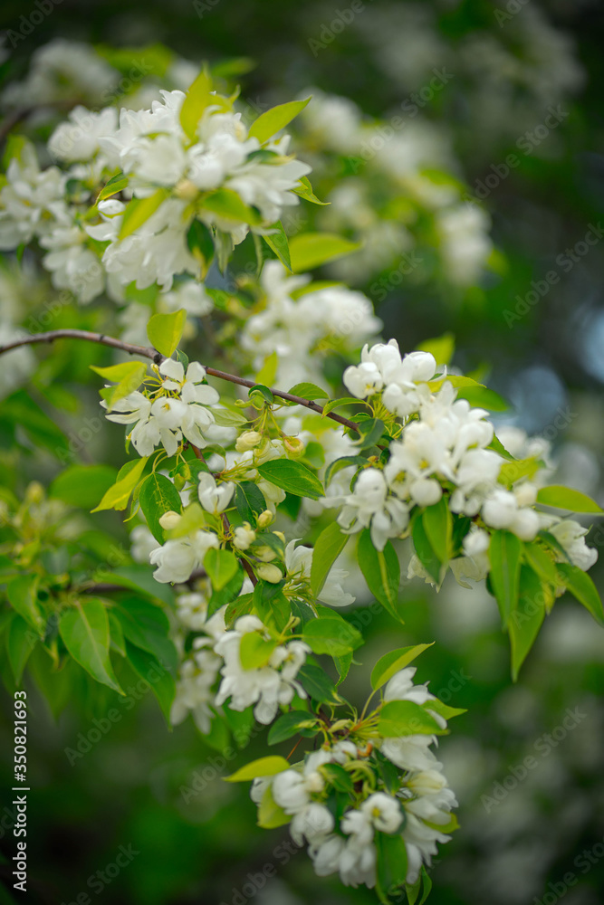 apple tree in flowers and buds apple tree in flowers and buds