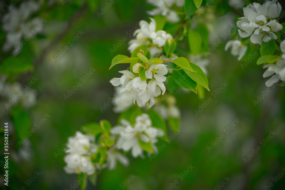 apple tree in flowers and buds apple tree in flowers and buds