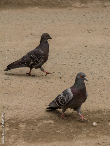 Pigeons walk in the spring and find food.