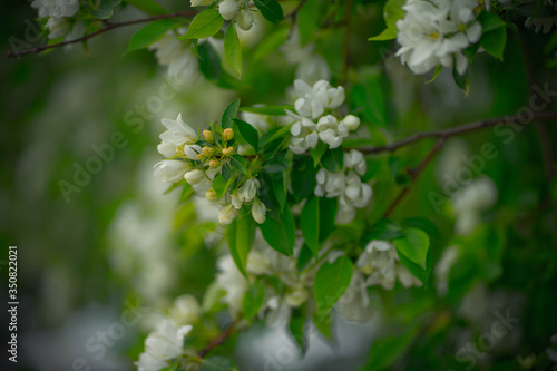 apple tree in flowers and buds