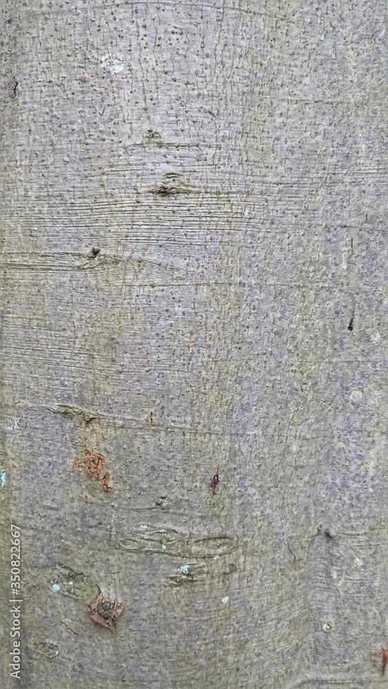 Tree bark rough grey portrait Tree bark rough grey portrait