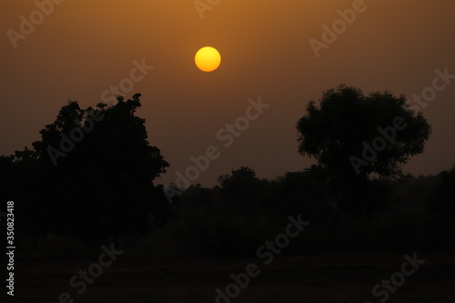 sunset in the forest