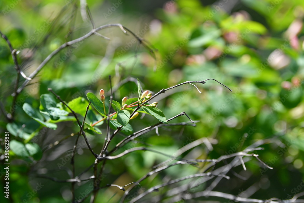 flowers are blooming, blooming garden, blooming tree, blooming branches, background, flowers, white pink flowers, spring, green leaves flowers are blooming, blooming garden, blooming tree, blooming branches, background, flowers, white pink flowers, spring, green leaves
