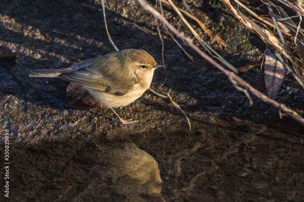 Common chiffchaff (Phylloscopus collybita)