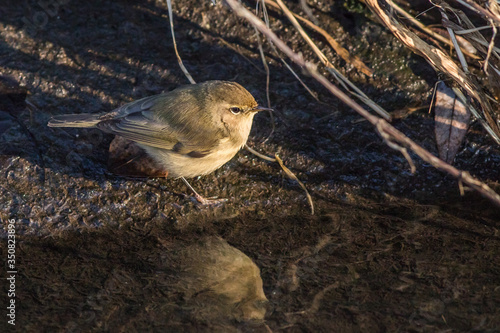 Obraz na płótnie Common chiffchaff (Phylloscopus collybita) w salonie