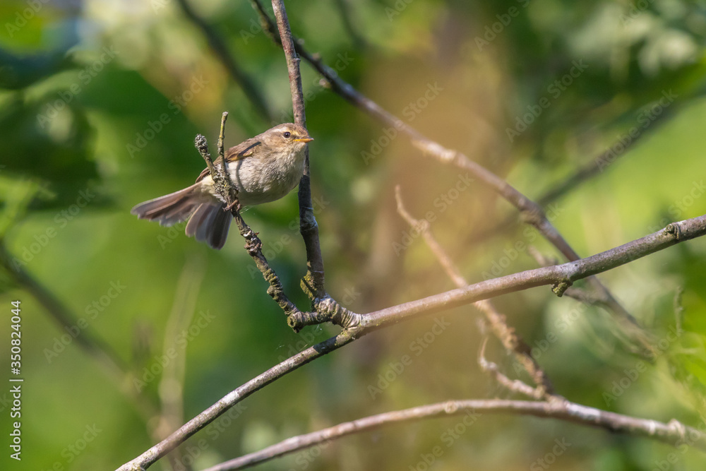Common chiffchaff (Phylloscopus collybita)