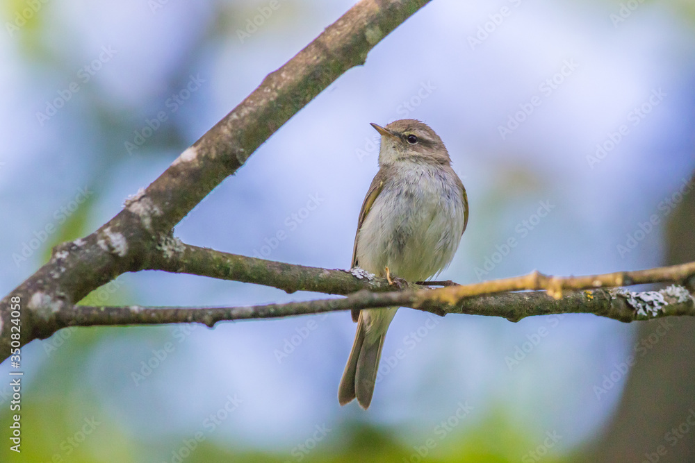 Common chiffchaff (Phylloscopus collybita)