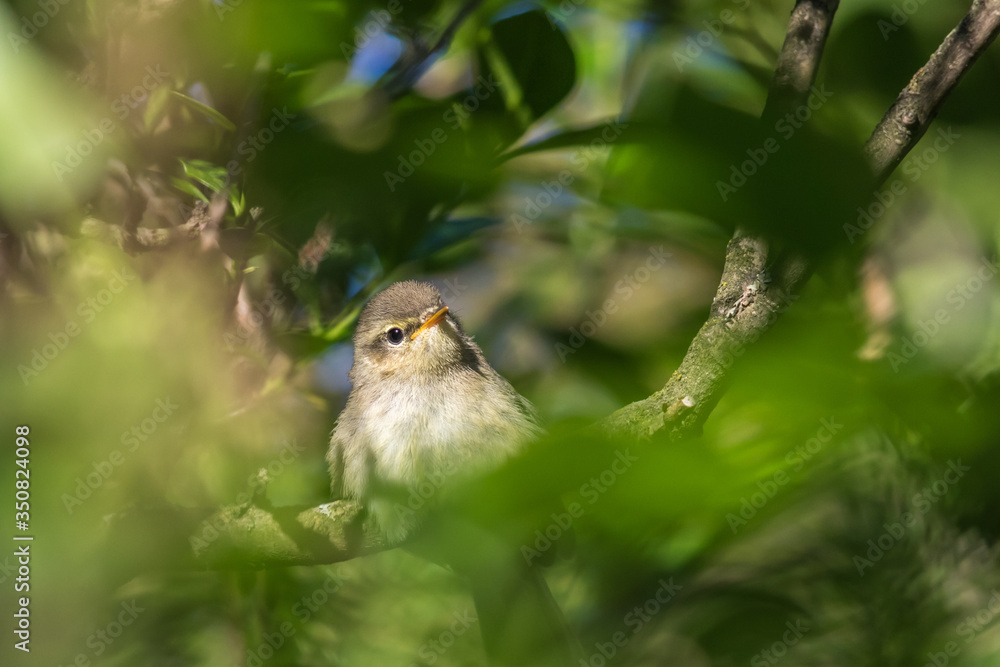 Common chiffchaff (Phylloscopus collybita)