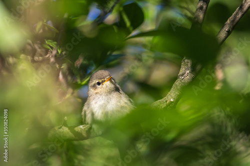 Obraz na płótnie Common chiffchaff (Phylloscopus collybita) w salonie
