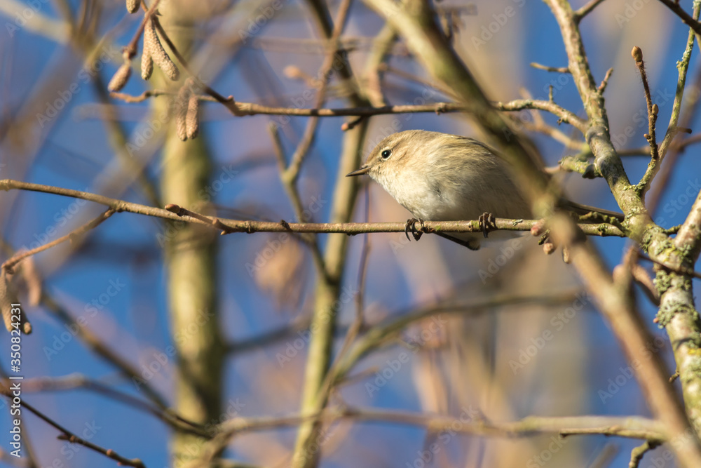 Common chiffchaff (Phylloscopus collybita)