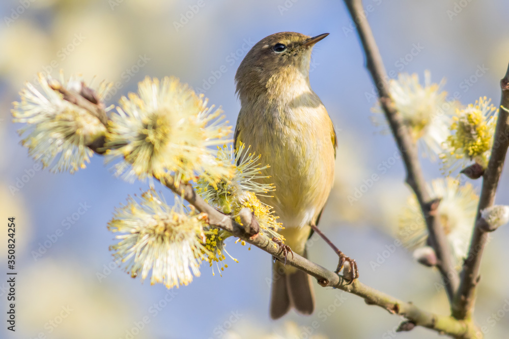 Common chiffchaff (Phylloscopus collybita)