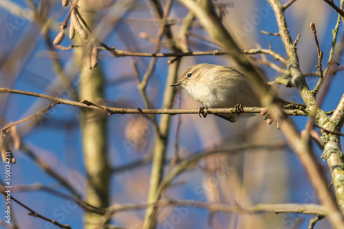 Obraz na płótnie Common chiffchaff (Phylloscopus collybita) w salonie