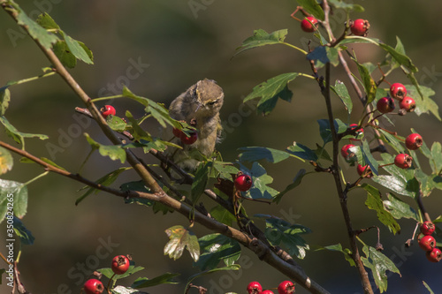 Obraz na płótnie Common chiffchaff (Phylloscopus collybita) w salonie