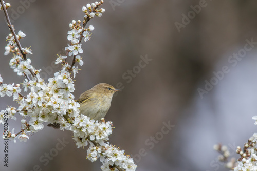 Obraz na płótnie Common chiffchaff (Phylloscopus collybita) w salonie