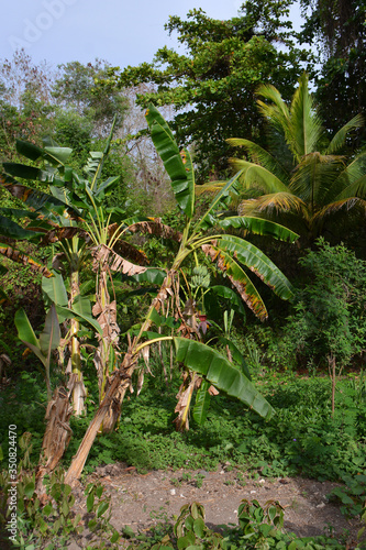 big banan tree on the branch, with bananas