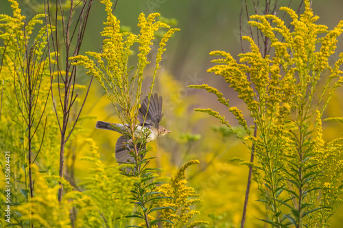 Obraz na płótnie Common chiffchaff (Phylloscopus collybita) w salonie