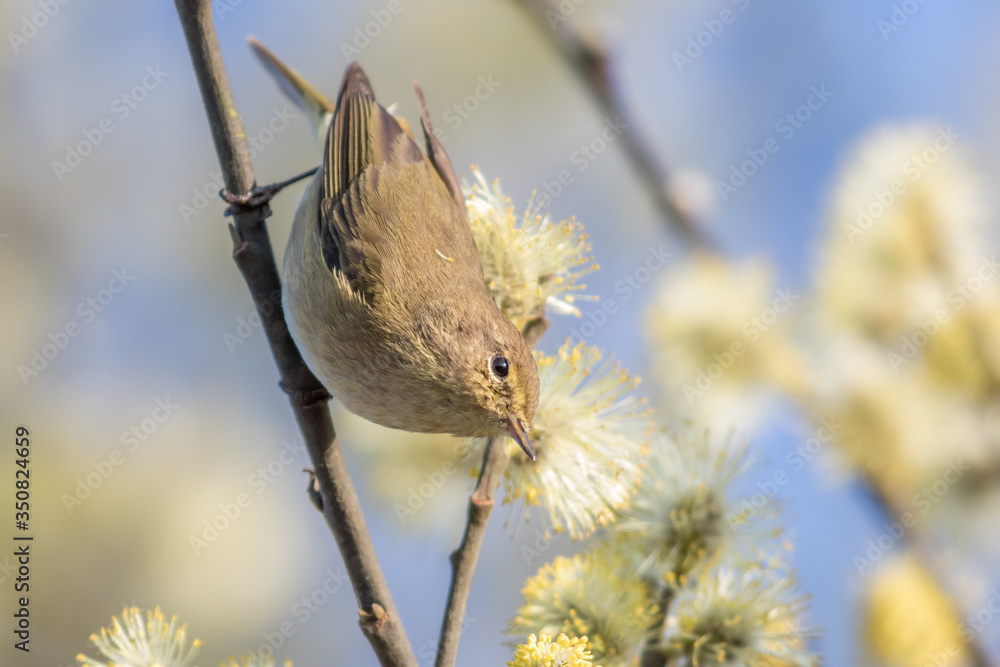 Common chiffchaff (Phylloscopus collybita)