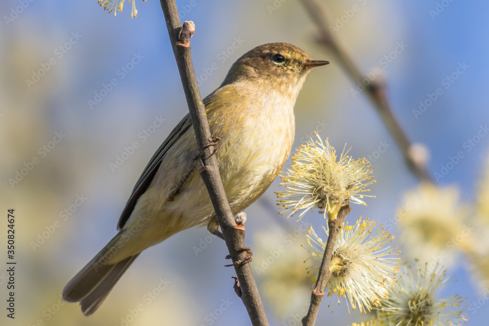 Common chiffchaff (Phylloscopus collybita)
