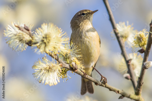 Common chiffchaff (Phylloscopus collybita)