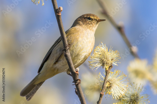 Obraz na płótnie Common chiffchaff (Phylloscopus collybita) w salonie