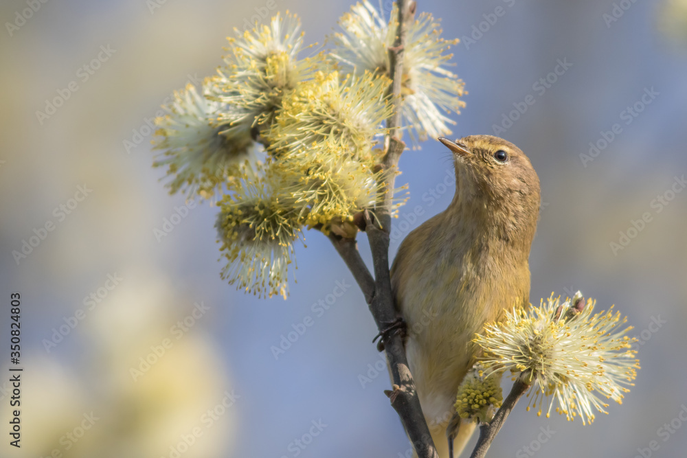 Common chiffchaff (Phylloscopus collybita)