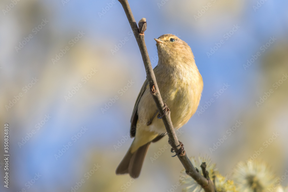 Common chiffchaff (Phylloscopus collybita)