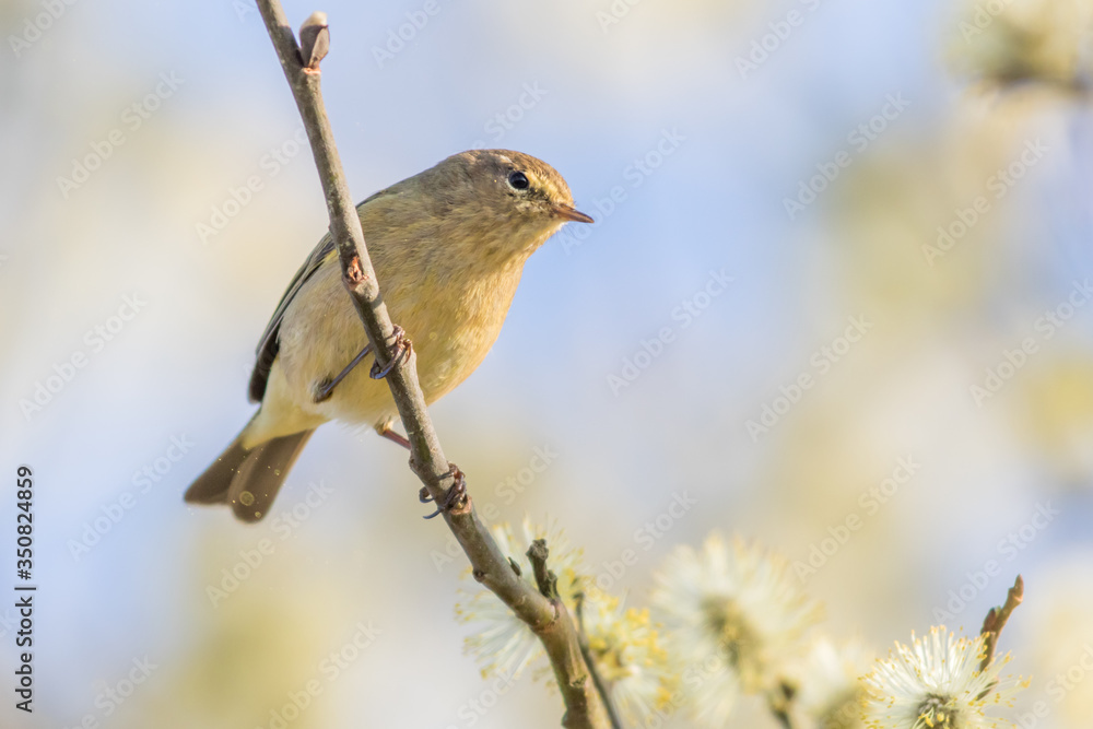Common chiffchaff (Phylloscopus collybita)