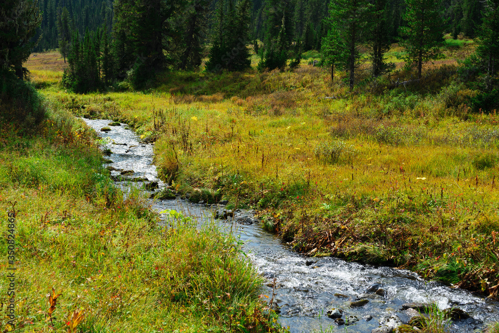 Small fast stream in the autumn Siberian forest Small fast stream in the autumn Siberian forest
