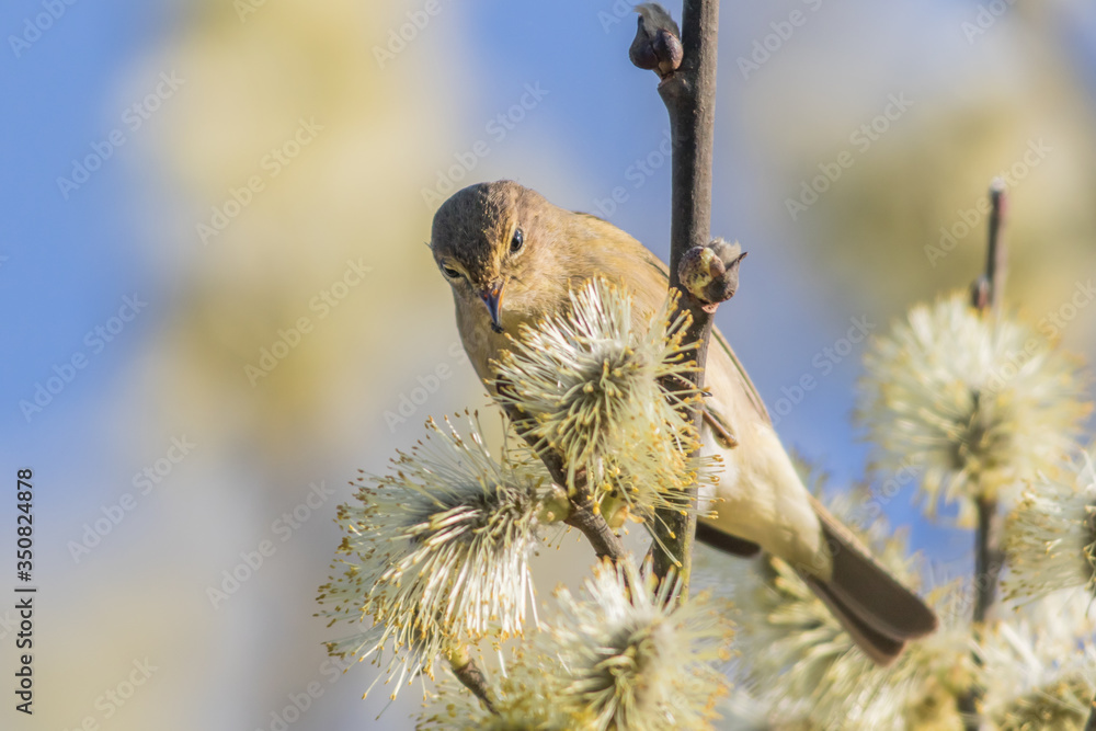 Common chiffchaff (Phylloscopus collybita)